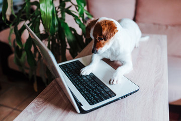 cute jack russell dog working on laptop at home. Technology concept