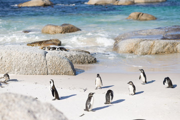 Cape Penguins playing at the beach