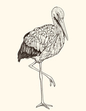 Hand Drawn Illustration Of White Stork.