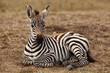 Zebra foal, baby zebra in the wilderness of Africa