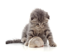 Canvas Print - Kitten and hamster.