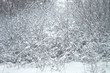 Wild beauty of the winter nature of rural Russian remote places. Bushes shrubs and tree branches in the snow