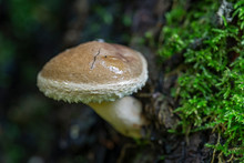Poplar Mushroom - Pholiota Populnea. Scalycap Mushroom, Pholiota Populnea 