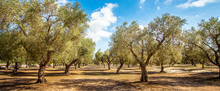 Olive Plantation At Torre Sant Andrea Puglia Italy