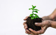 © Cavan Images - Little plant good herb growth in a woman senior hands