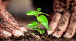 © Cavan Images - Close up woman hand planting young tree