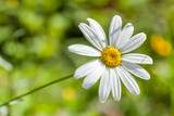 White daisy in the summer field