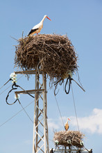 White Storks (Ciconia Ciconia) Nesting On Electricity Pylons In The Coto Donana In Andalucia, Spain.