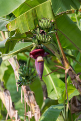 Wall Mural - Focus a banana bud on tree with green grass  field background. Asian super fruit.  Tropical fruits. image for background, wallpaper and copy space.Tree banana.Raw banana on tree.