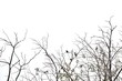 © Oradige59 - Blurred a row of  dead tree branches with a group tropical birds sitting on the top ,white isolated background