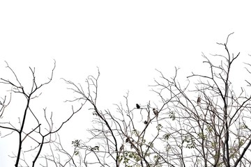 blurred a row of dead tree branches with a group tropical birds sitting on the top ,white isolated b