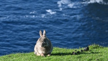 Wall Mural - European rabbit (Oryctolagus cuniculus) resting in grassland on top of sea cliff