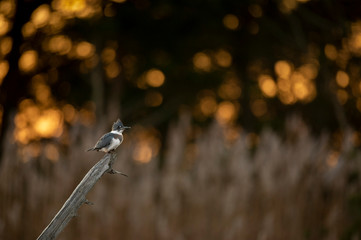 Canvas Print - A Belted Kingfisher perched on a dead log with sparkling sun filtering through the trees behind it early in the morning.