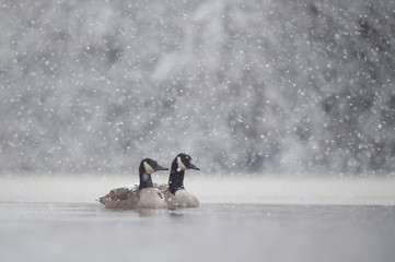 Wall Mural - a pair of canada geese swim in the icy cold water with snow falling on a cold winter day.
