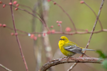 Wall Mural - A bright yellow Pine Warbler perched in a branch with a smooth background in soft overcast light.