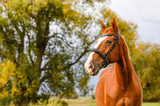Beautiful brown chestnut horse stallion portrait on autumn nature background.