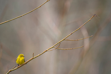 Wall Mural - A bright yellow Pine Warbler perched in a branch with a smooth background in soft overcast light.