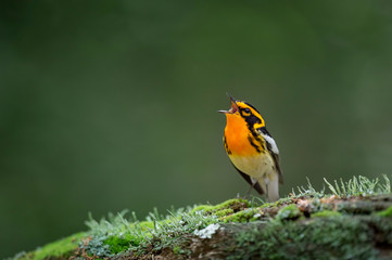 Wall Mural - A bright orange and black Blackburnian Warbler sings out perched on a mossy log with a smooth green background.