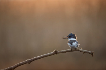 Canvas Print - A Belted Kingfisher perched on a bare branch with a smooth brown and orange background in the early morning soft sunlight.