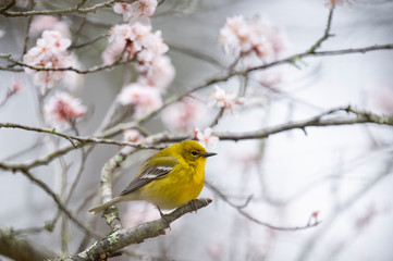 Canvas Print - Bright yellow Pine Warbler perched in a flowering tree in spring in sotf overcast light.