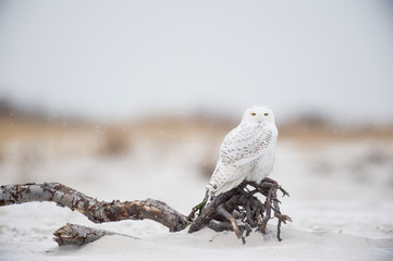 Wall Mural - a snowy owl perched on driftwood sitting on a beach with the dunes behind it in a light snow on a co