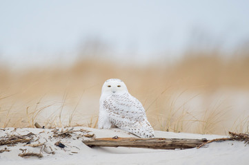 Wall Mural - a snowy owl sitting on the sandy beach with brown dune grass on an overcast cold winter day.
