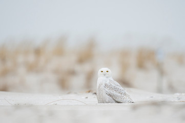 Wall Mural - a snowy owl sitting on the sandy beach with brown dune grass on an overcast cold winter day.