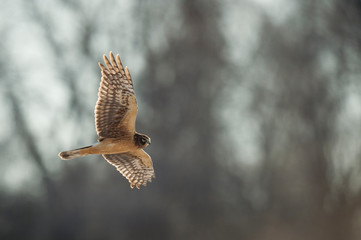 Wall Mural - A Northern Harrier flies over an open field with a tree background in the winter on a bright sunny day.