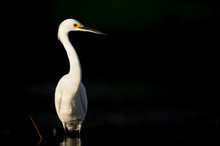 A Close-up Portrait Of A Snowy Egret In The Bright Sun Against A Dark Black Background.