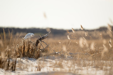 Wall Mural - a snowy owl perched on a large piece of driftwood in the wide open sandy beach in the bright sunligh