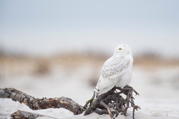 Poster - A Snowy Owl perched on driftwood sitting on a beach with the dunes behind it in a light snow on a cold winter day.