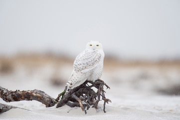 Wall Mural - a snowy owl perched on driftwood sitting on a beach with the dunes behind it in a light snow on a co