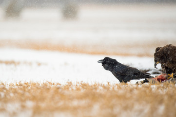 Wall Mural - a common raven sitting on the ground in an open field on a cold snowy day.