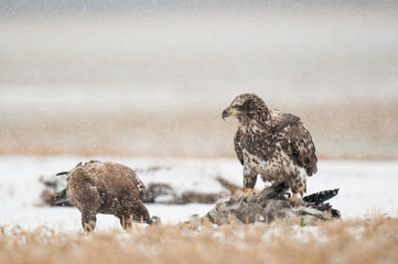 Wall Mural - a pair of juvenile bald eagles feeding on a carcass in the snow on a cold winter day.