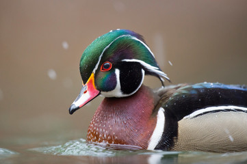 Poster - A male Wood Duck swims in the water on a light snowing day in soft overcast light.