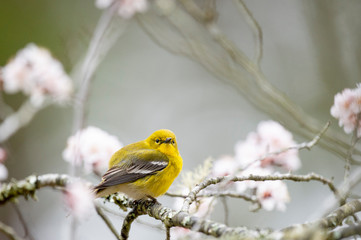 Canvas Print - Bright yellow Pine Warbler perched in a flowering tree in spring in sotf overcast light.