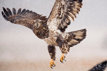 Wall Mural - a juvenile bald eagle flying in the snow along the ground in an open field on a cold winter day.