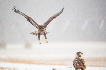 Wall Mural - a juvenile bald eagle flies in a light snowfall on a cold winter day in an open field with carcasses