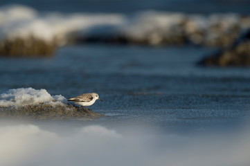 Wall Mural - a sanderling stands on a snowy and icy rock with icy water slush around it on a bright sunny winter 