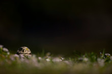 A Florida Burrowing Owl Peeks Out Of The Burrow In The Grass With A Dark Background And A Funny Staring Expression