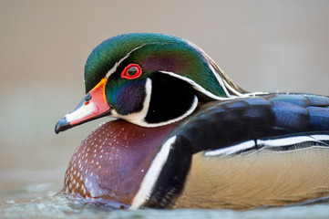 Canvas Print - Close-up portrait of a male Wood Duck with a smooth brown background in soft sunlight showing off itls colorful plumage.