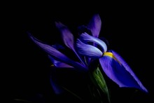 Blue And Yellow Iris Spring Flower
