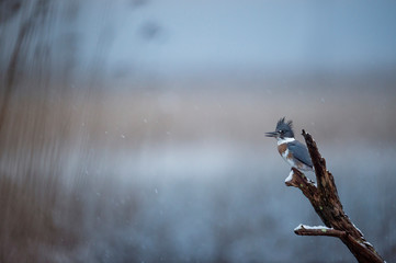 Wall Mural - a female belted kingfisher perched on a log in the light falling snow with a smooth background of wi