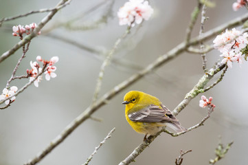 Wall Mural - Bright yellow Pine Warbler perched in a flowering tree in spring in sotf overcast light.