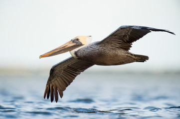 Canvas Print - A Brown Pelican flies low over the water with its wings spread and a smooth white background.