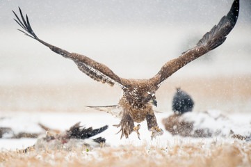 Wall Mural - a juvenile bald eagle flying in the snow in an open field with a carcass on the ground.