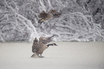 Wall Mural - a pair of canada geese fly in to land in icy water on a snowy winter day with snow covered trees in 