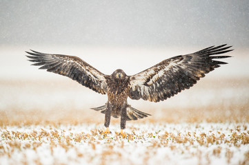 Wall Mural - a juvenile bald eagle flying in the snow in an open field on a cold winter day.