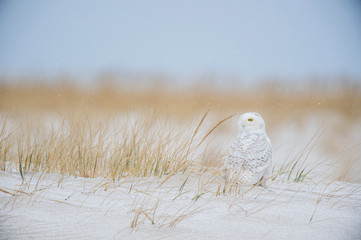 Wall Mural - a snowy owl sitting on a sand dune with brown grass around it in a light snow on a cold winter day.