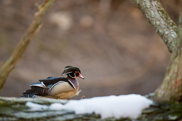 Canvas Print - A male Wood Duck perched on a log over water in soft overcast light with a smooth brown background.